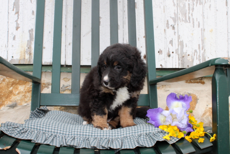 puppy, for, sale, Mini Bernedoodle F2, Matthew B. Stoltzfus, dog, breeder, Gap, PA, dog-breeder, puppy-for-sale, forsale, nearby, find, puppyfind, locator, puppylocator, aca